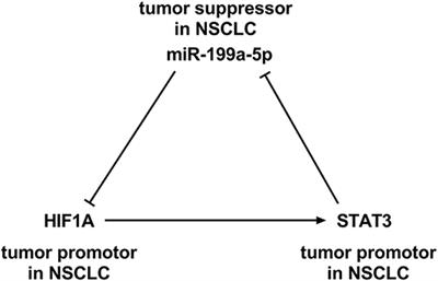 MiR-199a-5p–HIF-1α-STAT3 Positive Feedback Loop Contributes to the Progression of Non-Small Cell Lung Cancer
